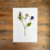 Pressed Sweet pea flower - A4