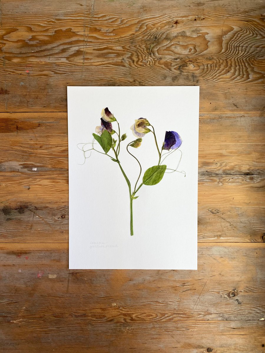 Pressed Sweet pea flower - A4