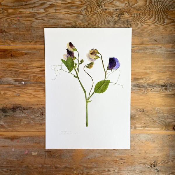 Pressed Sweet pea flower - A4