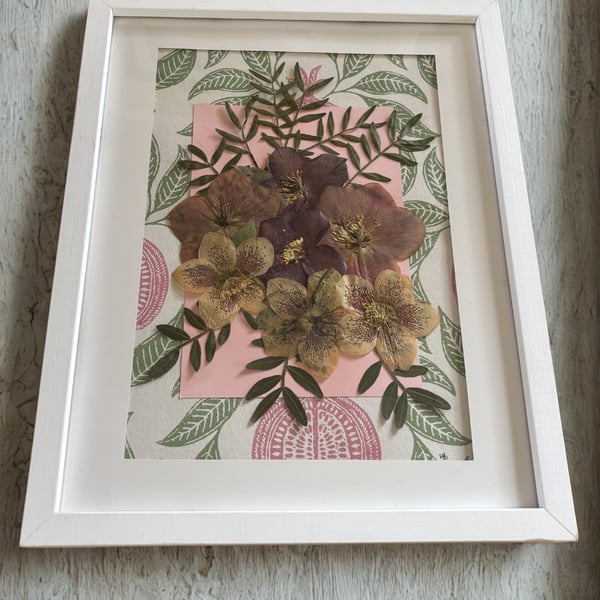 Pressed Hellebore Botanical Art in a white wood frame