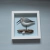 Framed dunlin on driftwood