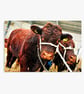 Pedigree Red Ruby Devon Cow Photograph Print - Image 5