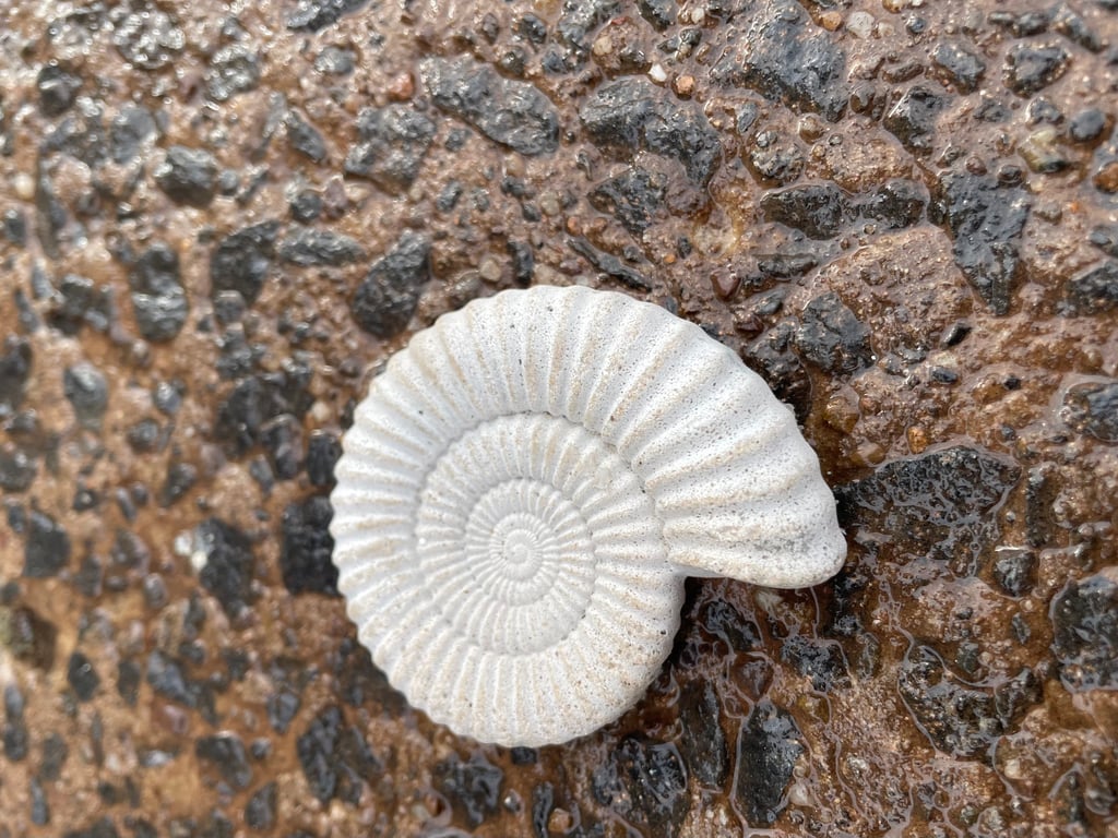   2-7 Ammonite Hand-CastFossil  detailed reconstituted stone ammonites design 