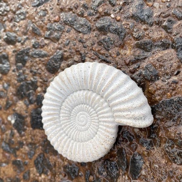   2-7 Ammonite Hand-CastFossil  detailed reconstituted stone ammonites design 