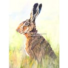 Hare