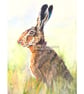 Hare