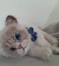Ragdoll Kitten, dotpebblesknits Design - Image 3