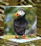 Exclusive Handmade Puffin Greetings Card on Archive Photo Paper - Image 1