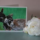 Donkeys Blank Greetings Card