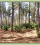 Woods Shouldham Norfolk Greeting Card A5  - Image 1