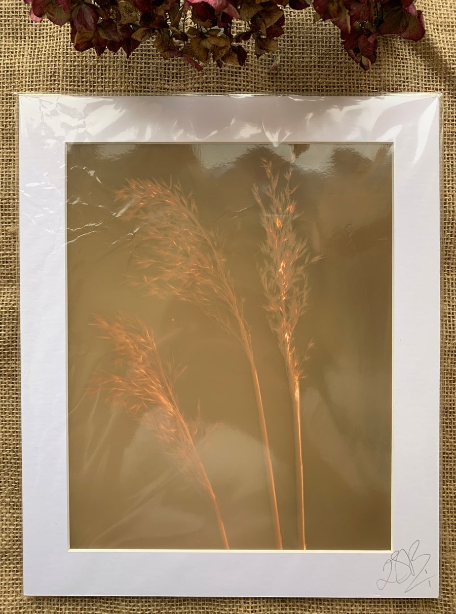 Wild Grass Lumen Print Mount no.2