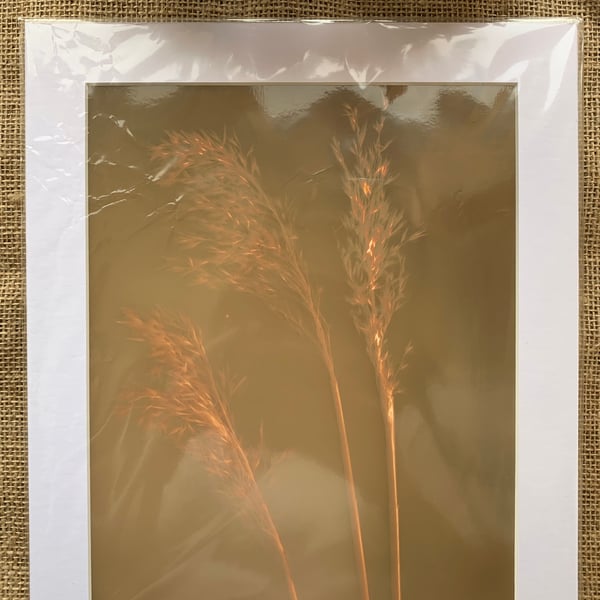 Wild Grass Lumen Print Mount no.2