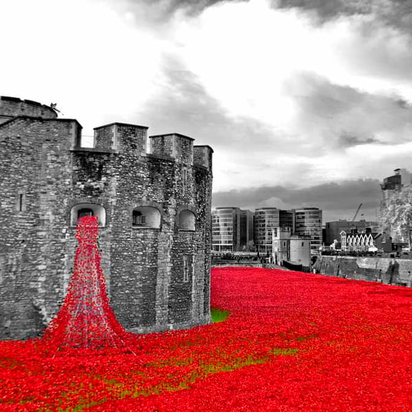 Red Poppies At The Tower Of London England Photograph Print