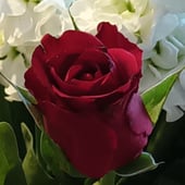 Clover & Rose Crafts