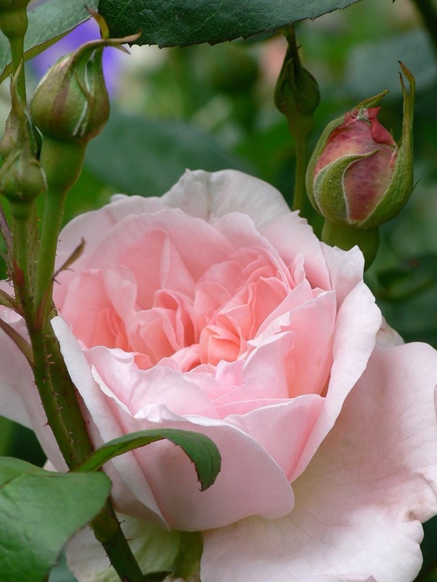 7" x 5" Photographic Card