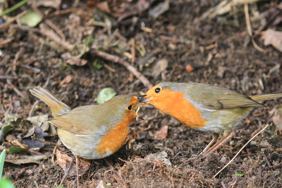 Garden Bird Greetings Card - Robin Photography - Blank inside.