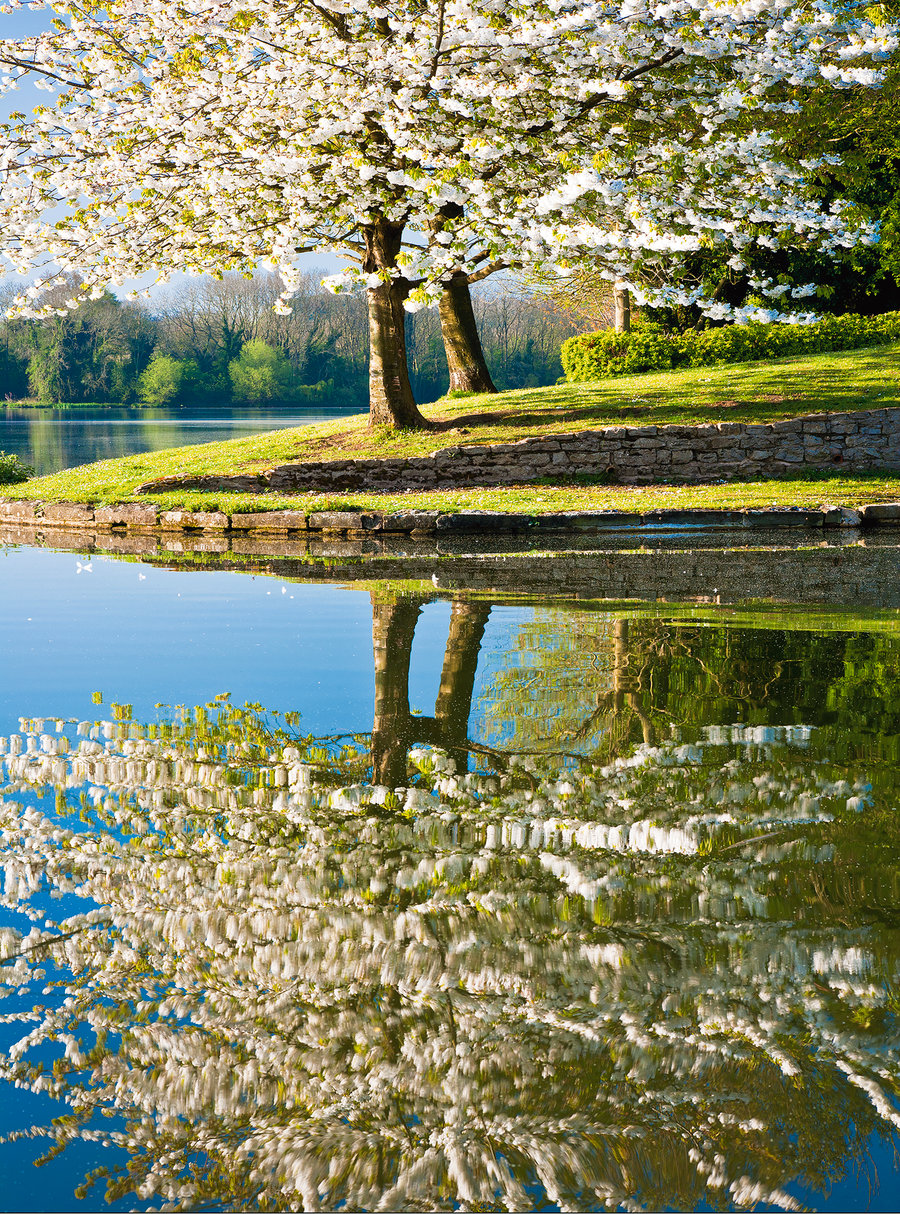 White Cherry Blossom LakeTrees Flowering Spring Wiltshire, Free UK Postage     