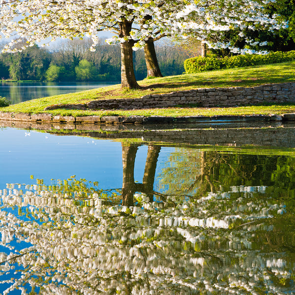 White Cherry Blossom LakeTrees Flowering Spring Wiltshire, Free UK Postage     