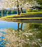 White Cherry Blossom LakeTrees Flowering Spring Wiltshire, Free UK Postage      - Image 1