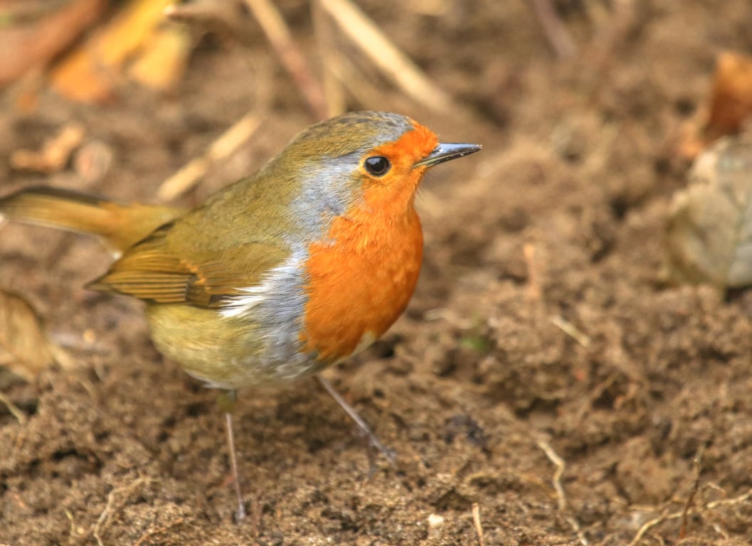 Garden Bird Greetings Card - Robin Photography - Blank inside.