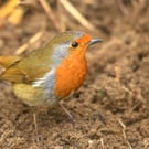 Nature Photographic Greetings Cards - No.3  Robin 