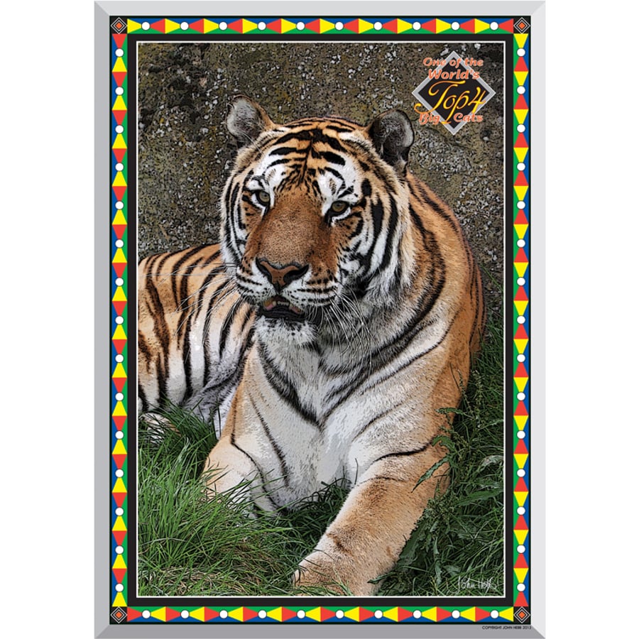 4 - TIGER - ONE OF THE 4 BIG CATS AS POSTER