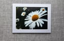 Frames and Prints