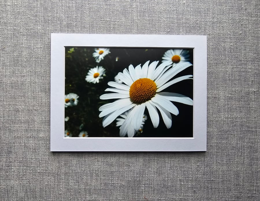 7" x 5" Ox-eye Daisies Photo Print in 8" x 6" Mount