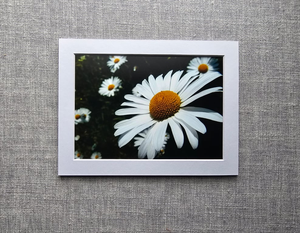 7" x 5" Ox-eye Daisies Photo Print in 8" x 6" Mount