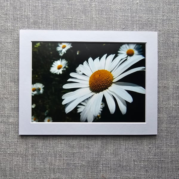 7" x 5" Ox-eye Daisies Photo Print in 8" x 6" Mount