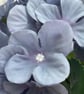 Blue and purple shades single hydrangea stem - Image 4