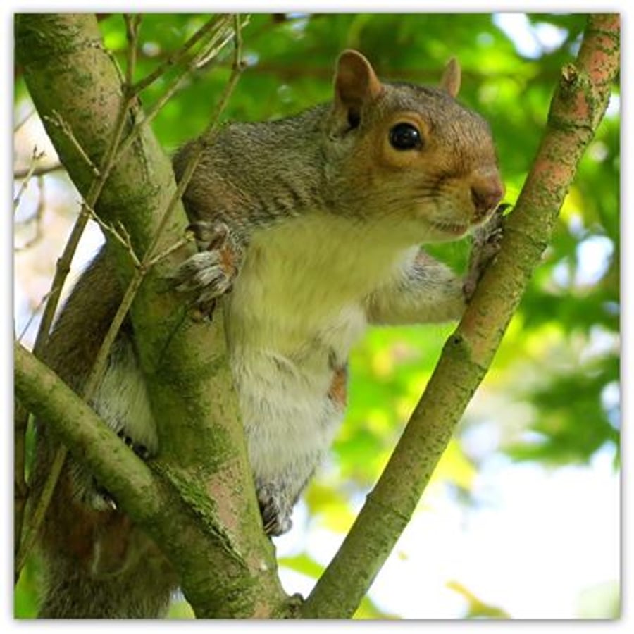 Squirrel.  A photographic card left blank for your own message.  Summer.