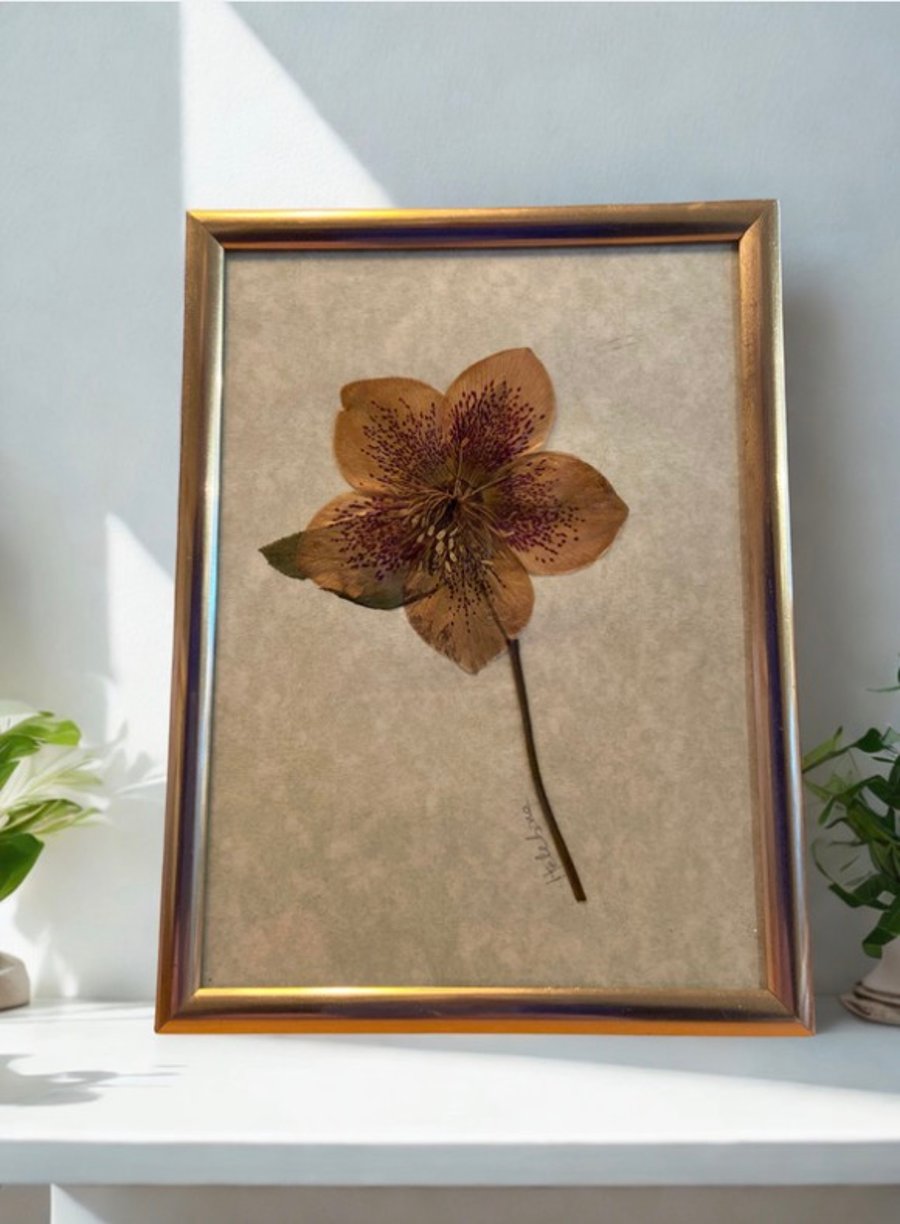 Pressed Hellebore Botanical Art in a gold colour frame