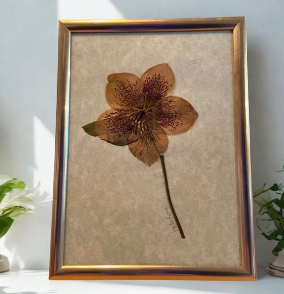 Pressed Hellebore Botanical Art in a gold colour frame