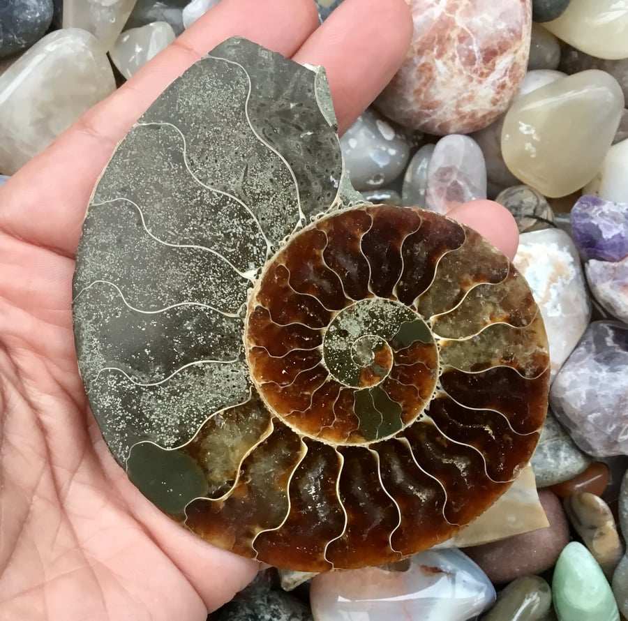 Stunning Large Half Polished Ammonite for Jewellery Designer or photo prop