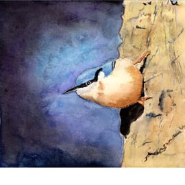 Young Nuthatch. Original watercolour painting, signed by the artist.