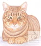 Monty the Cat - Blank Card - Image 1