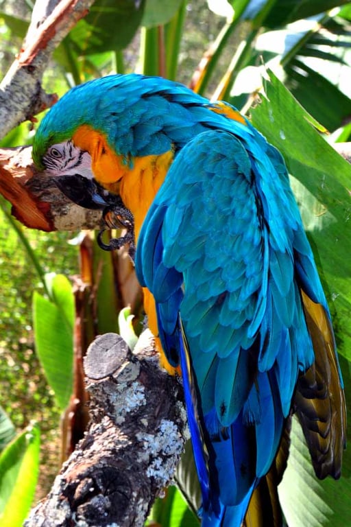 Macaw Parrot Yellow And Blue Bird 12"x18" Print