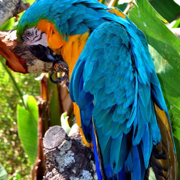 Macaw Parrot Yellow And Blue Bird 12"x18" Print