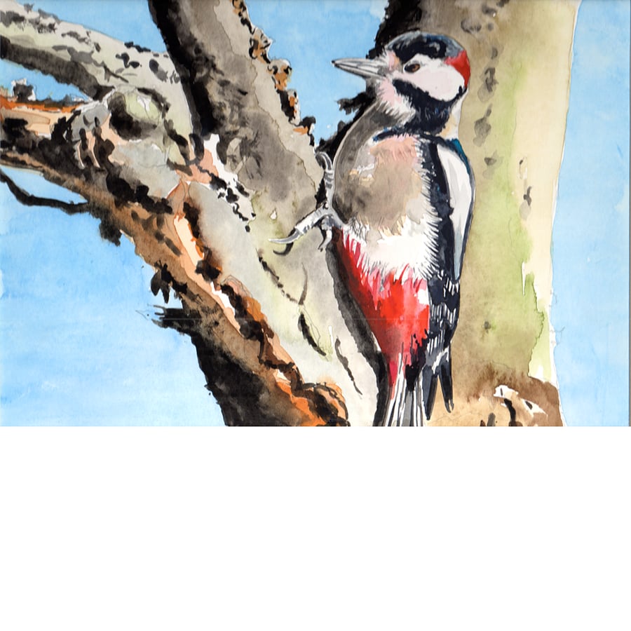 Great spotted woodpecker. Original watercolour painting, signed by the artist