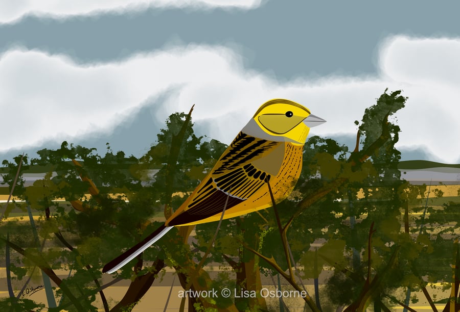 Yellowhammer - bird art print