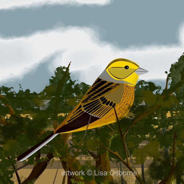 Yellowhammer - bird art print