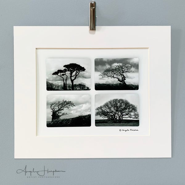 Unframed Monochrome Art Photograph - Wind Sculpted Trees