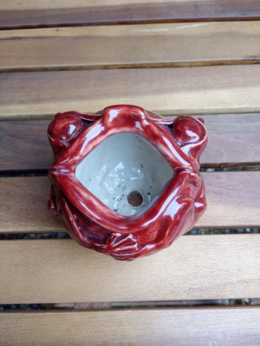 Red frog succulent planter