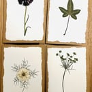 Real Pressed Flower Cards - set of four
