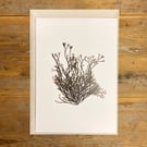 Seaweed art print - Channel Wrack