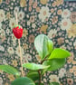 Strawberry Plant Stake