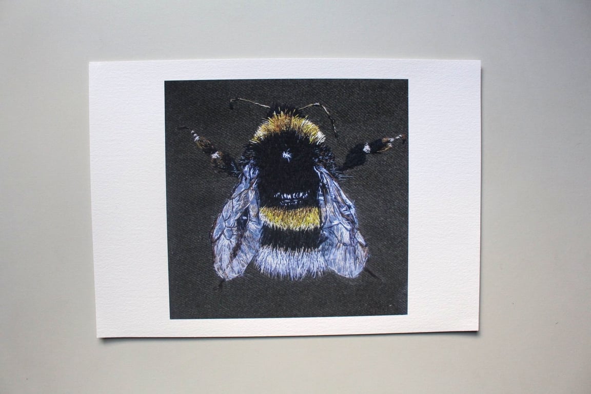 White Tailed Bumblebee Fine Art Giclee Prints