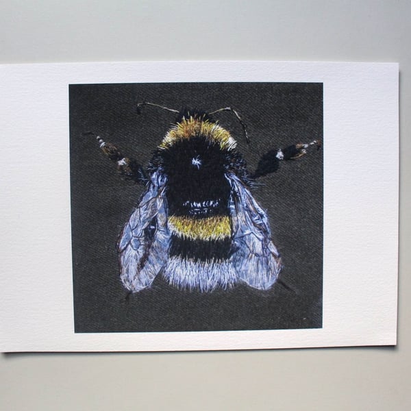 White Tailed Bumblebee Fine Art Giclee Prints