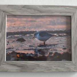 Original Framed Photo of a Sanderling Feeding